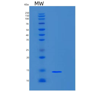 Recombinant Mouse S100A4 Protein