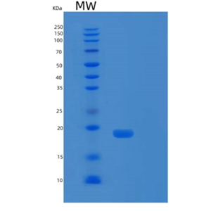 Recombinant Human SCF (Stem Cell Factor) Protein