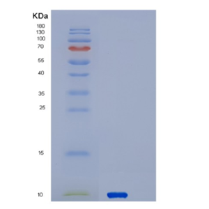 Recombinant Human SERF2 Protein