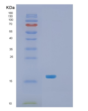 Recombinant E.coli Skp Protein,Recombinant E.coli Skp Protein