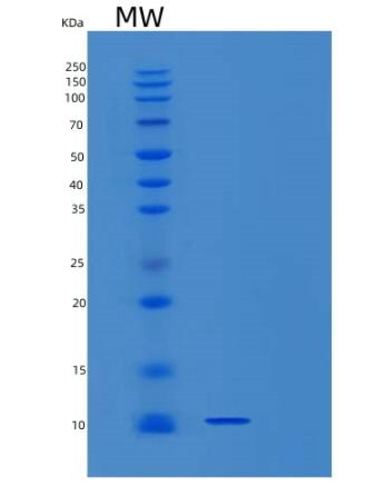 Recombinant Human SNURF Protein,Recombinant Human SNURF Protein