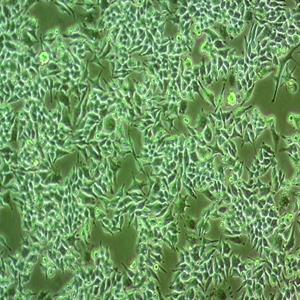 3T3-Swiss albino小鼠胚胎成纤维细胞