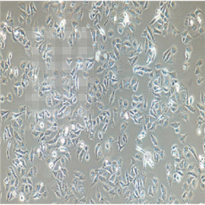 NCI-H1734细胞