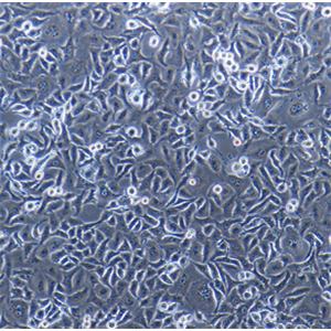 HPAF-II细胞