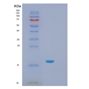Recombinant E.coli Skp Protein
