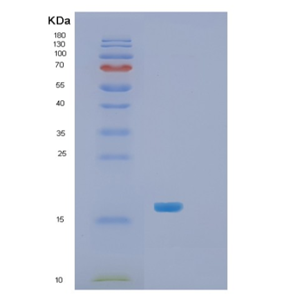 Recombinant E.coli Skp Protein,Recombinant E.coli Skp Protein