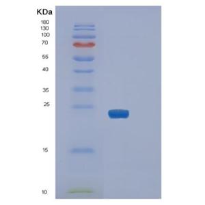 Recombinant Human SLAM family member 7 Protein