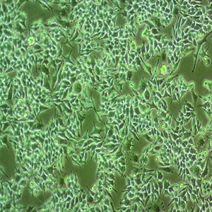 MLO-Y4小鼠骨细胞,MLO-Y4