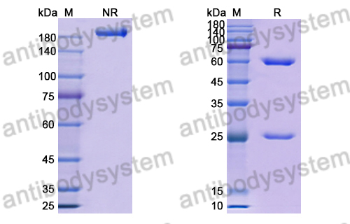 抗 RSV F/Fusion glycoprotein F0 (RSB1) 单克隆抗体,Research Grade Anti-RSV F/Fusion glycoprotein F0 (RSB1) (DVV02819)