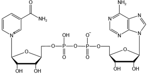 烟酰胺腺嘌呤二核苷酸;β-烟酰胺腺嘌呤双核苷酸,β-Nicotinamide adenine dinucleotide;NAD