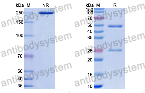 抗 HRSV-A F/Fusion glycoprotein F0 抗體 (191E4#) 單克隆抗體,Anti-HRSV-A F/Fusion glycoprotein F0 Antibody (191E4#) (DVV08401)