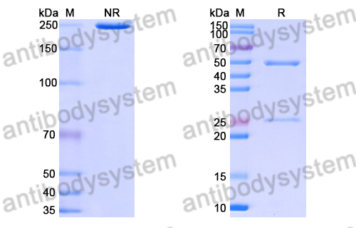 抗 HRSV-A F/Fusion glycoprotein F0 抗體 (15B3) 單克隆抗體,Anti-HRSV-A F/Fusion glycoprotein F0 Antibody (15B3) (DVV08402)