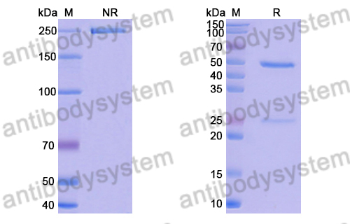 抗 RSV F/Fusion glycoprotein F0 (CR9501) 單克隆抗體,Research Grade Anti-RSV F/Fusion glycoprotein F0 (CR9501) (DVV02812)