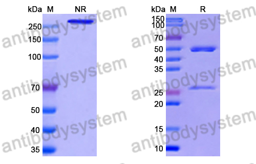 抗 RSV F/Fusion glycoprotein F0 (R4.C6) 單克隆抗體,Research Grade Anti-RSV F/Fusion glycoprotein F0 (R4.C6) (DVV02816)