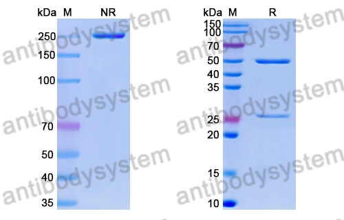 抗 RSV pre-F/pre-Fusion glycoprotein F0 (ADI-14442) 單克隆抗體,Research Grade Anti-RSV pre-F/pre-Fusion glycoprotein F0 (ADI-14442) (DVV02822)