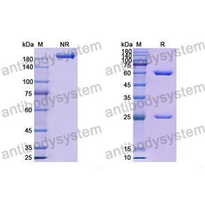 抗 RSV F/Fusion glycoprotein F0 (RSB1) 单克隆抗体,Research Grade Anti-RSV F/Fusion glycoprotein F0 (RSB1) (DVV02819)