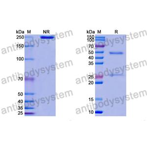 Research Grade Anti-RSV F/Fusion glycoprotein F0 (ADI-19425) (DVV02810)