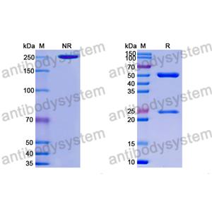 Research Grade Anti-RSV F/Fusion glycoprotein F0 (ADI-14359) (DVV02811)