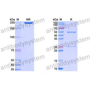 Anti-HRSV-A F/Fusion glycoprotein F0 Antibody (15B3)