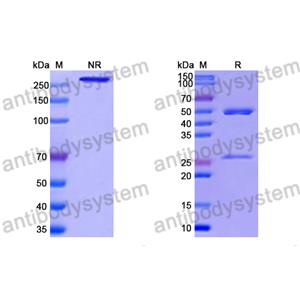 抗 RSV F/Fusion glycoprotein F0 (R4.C6) 單克隆抗體,Research Grade Anti-RSV F/Fusion glycoprotein F0 (R4.C6) (DVV02816)