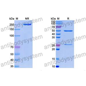 Research Grade Anti-RSV pre-F/pre-Fusion glycoprotein F0 (ADI-14442) (DVV02822)