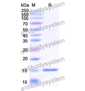 抗 RSV F/Fusion glycoprotein F0 (L66) 單克隆抗體,Research Grade Anti-RSV F/Fusion glycoprotein F0 (L66) (DVV02824)