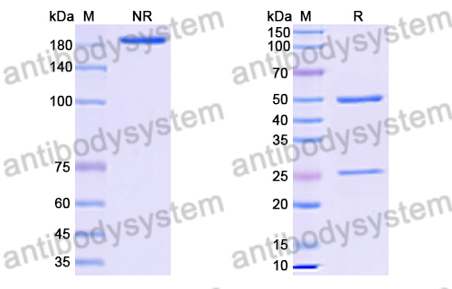 抗体：HRSV-A/B G/Major surface glycoprotein G Antibody (131-2G) RVV08503,G/Major surface glycoprotein G