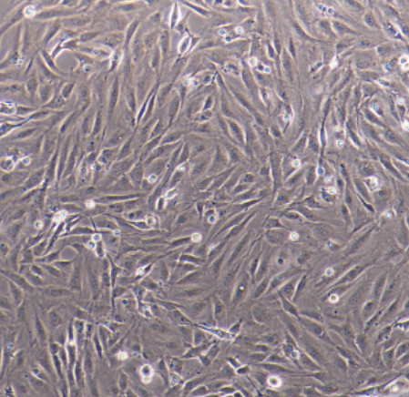 MDCK(NBL-2)细胞,MDCK(NBL-2)