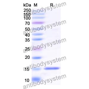 Research Grade Anti-RSV F/Fusion glycoprotein F0 (L66) (DVV02824)