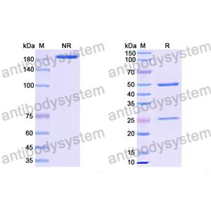 Anti-HRSV-A/B G/Major surface glycoprotein G Antibody (131-2G) (RVV08503)