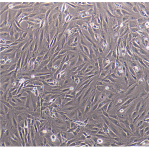 MDCK(NBL-2)细胞,MDCK(NBL-2)