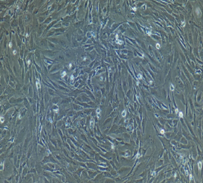 B16细胞,B16