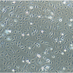 ERH-35细胞