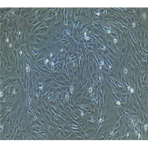 SV40-MES-13细胞