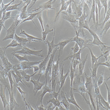 HC11细胞,HC11