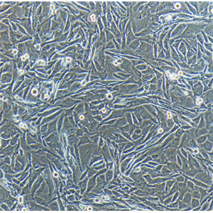 MLO-Y4细胞