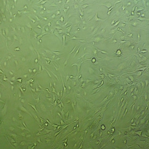 CV-1非洲绿猴肾细胞,CV-1