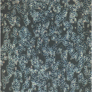 MNNG/HOSCl#5[R-1059-D]细胞