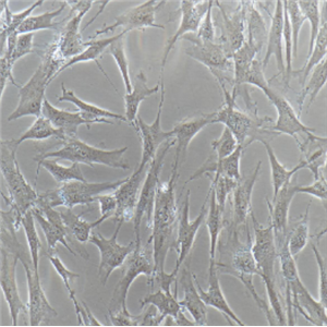Caco-2细胞