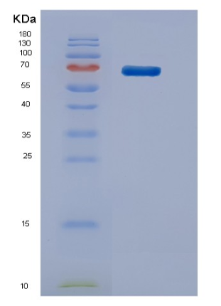 Recombinant Mouse Stip1 Protein,Recombinant Mouse Stip1 Protein