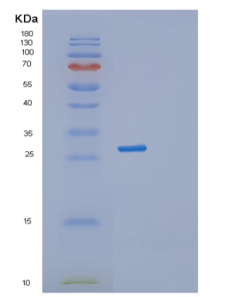 Recombinant Human STX1A Protein,Recombinant Human STX1A Protein