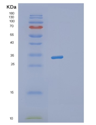 Recombinant Human STX3 Protein,Recombinant Human STX3 Protein