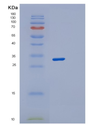 Recombinant Human STX2 Protein,Recombinant Human STX2 Protein