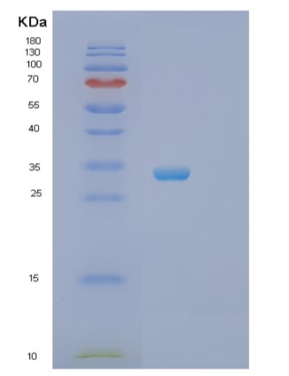 Recombinant Human STX4 Protein,Recombinant Human STX4 Protein