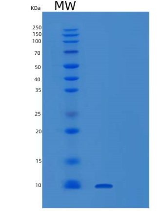 Recombinant Human SUMO-2 Protein,Recombinant Human SUMO-2 Protein