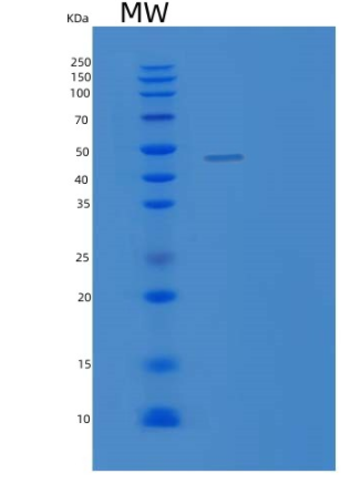 Recombinant E.coli SurA Protein,Recombinant E.coli SurA Protein