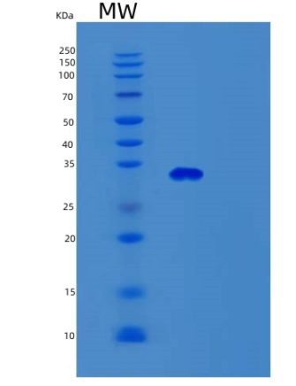 Recombinant Human SURF2 Protein,Recombinant Human SURF2 Protein