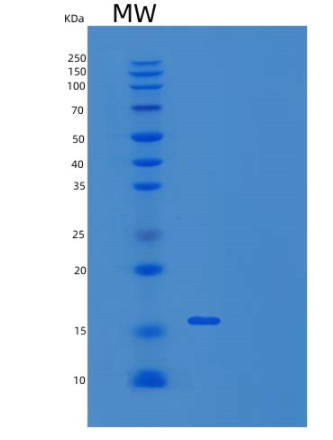 Recombinant Human TAF10 Protein,Recombinant Human TAF10 Protein