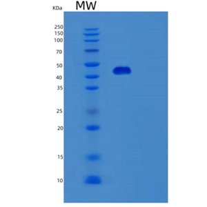 Recombinant Human STAC Protein