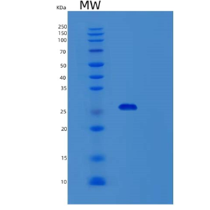 Recombinant Human STAR Protein